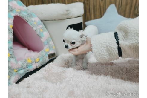 成約済の兵庫県のチワワ(ロングコート)-157036の7枚目